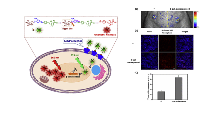 [Figure 2] Intracellular signaling of DCDHF-β gal and the mechanism of its reaction with β-galactosidase (left), Target diagnosis in a mouse model (right)