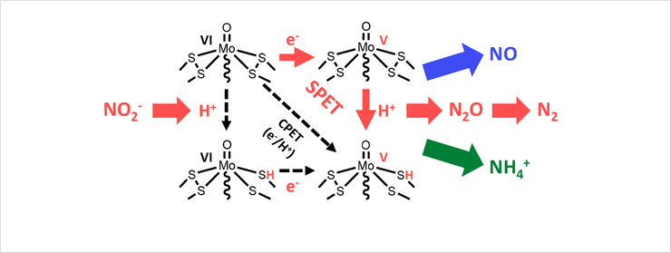 Figure 1. Schematic representation of the reaction pathway utilizing the electrocatalyst for denitrification.