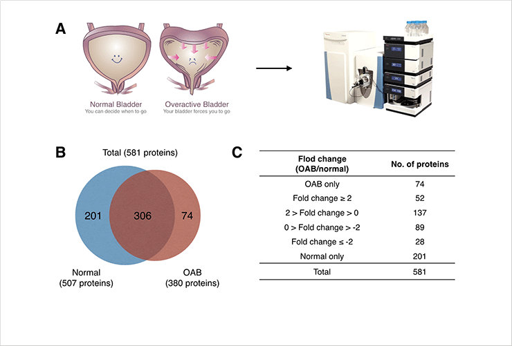 Figure 1. (A) Schematic illusration of proteomic study. (B) Venn diagram that shows the number of identified proteins from normal and OAB urothelium. (C) Quantitative analysis proteins expressed in urothelium.