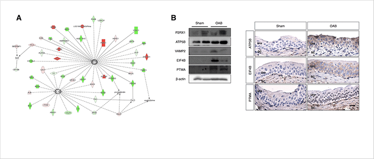 Figure 2. (A) Protein network analysiswith signaling molecules released from the urothelium. (B) Validation of upregulated proteins in OAB