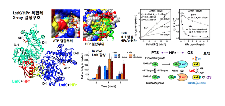 Figures. Regulation of the LsrK acivity by the ratio of HPr and p-HPr during the AI-2 mediated QS.