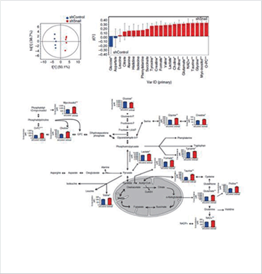 (left) A technology for observing metabolic alterations in metastatic cancer cells