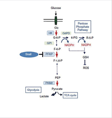 (right) A schematic diagram of regulating metabolism by the Snail/PFKP axis in cancer cells