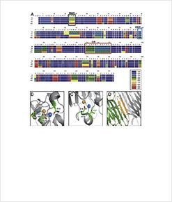 (left) HDX-MS analysis for the interaction regions between Con A and HuNoV (GII.4)