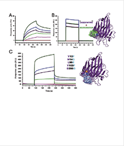 (right) SPR analysis for interaction between Con A, mutated Con A, and HuNoV (GII.4)