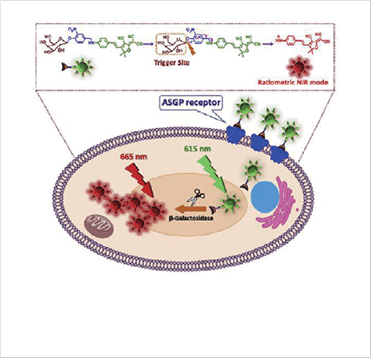 (left) Schematic illustration of NIR probe for the detection of βgal enzyme