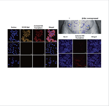 (right) In vitro (left) and in vivo (right) results for the detection of βgal enzyme
