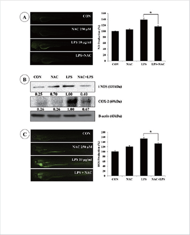 (left) Effects of NAC on production of ROS and NO and expression of iNOS and COX-2 protein in LPSstimulated zebrafish embryos