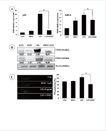 (right) Effects of PDTC on production of NO and expression of iNOS, COX-2 and NF-KB in LPS-stimulated zebrafish embryos

