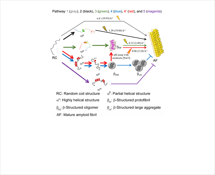 Figure 8. A scheme of the microscopic aggregation pathway of Aβ1-40. Various aggregation pathways are shown and guided by arrowed curves in distinct colors: pathway 1 (gray), pathway 2 (black), pathway 3 (green), pathway 4 (blue), pathway 4′ (red), and pathway 5 (magenta). aP in the pathway 2 and 3 obtained from MD simulations was used. aP in the pathway 4 and 4′ and aH in the pathway 4, 4′, and 5 were conceptually drawn. aP in the pathway 3, 4, and 4′ is too transient to be detected using general experimental tools used here. The markedly rapid reactions of which kinetic parameters could not be obtained are represented using bold arrowed curves. The reactions accelerated by sonication are highlighted with cartoons. Kinetic parameters (i.e., the rate constant of fibril growth and conversion) in the absence and presence (values in parentheses) of sonication are shown.