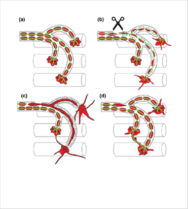 Schwann cells (red) guide nerve (green) regeneration through a detour route following nerve injuries