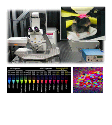 In vivo imaging with Intravital Multiphoton Microscope