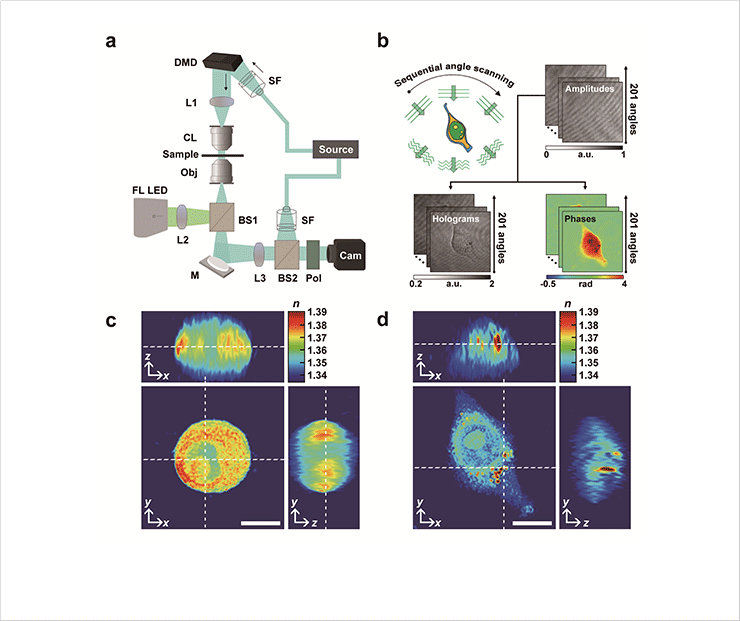 [Fig. 1] HT for label-free 3-D imaging using RI mapping in macrophages and foam cells. (A) Schematic diagram of the optical setup based on Mach−Zehnder interferometric microscopy. (B) Imaging process of reconstruction with the 3D RI distribution. (C, D) 2-D cross-sectional isosurface images by RI distribution of a (C) macrophage and (D) foam cell induced by LDL and LPS. 