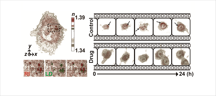 [Fig. 2] HT in label-free foam cell for drug efficacy 