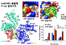 Evidence of link between quorum sensing and sugar metabolism in Escherichia coli revealed via cocrystal structures of LsrK and HPr
