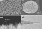 Evidence of link between quorum sensing and sugar metabolism in Escherichia coli revealed via cocrystal structures of LsrK and HPr