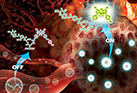 Near-Infrared Fluorescent Probe Activated by Nitroreductase for In Vitro and In Vivo Hypoxic Tumor Detection