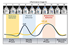 Monitoring the process of body-to-brain inflammation using bioimaging technology