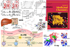 Drug repositioning to a novel thrombocytopenia therapeutic target, BLVRB