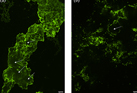 Interaction between microplastic and nitrifying bacteria, and their impacts on nitrification