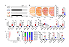 Demonstration of the possibility of TMAO regulation and improvement of acute kidney injury to chronic kidney disease transition through gut microbiota alteration