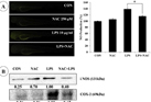 The roles of NF-κB and ROS in regulation of pro-inflammatory mediators of inflammation induction inLPS-stimulated zebrafish embryos