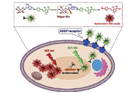 Development of optical imaging probe for stimulated activity in hepatocellular carcinoma