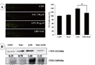 Roles of NF-KB and ROS in regulation of proinflammatory mediators of inflammation induction in LPS-stimulated zebrafish embryos