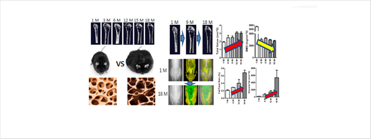 Establishment of senile (Type 2) osteoporosis of animal
model and standard analytical methods