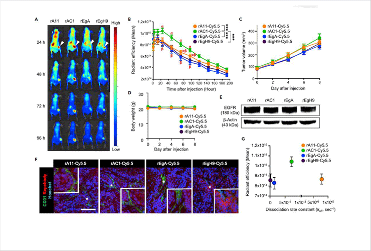 In vivo analysis of tumor targeting and localization of Cy5.5-conjugated repebodies