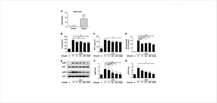 The effect of quinic acid on anti-inflammation and anti-oxidative stress