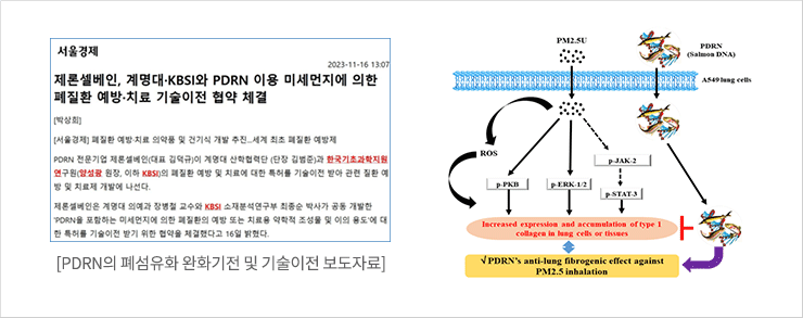 PDRN의 폐섬유화 완화기전 및 기술이전 보도자료