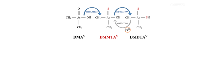 Thiolation of DMAV and formation of
DMMTAV