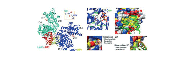 High-resolution X-ray structure of LsrK and HPr complex