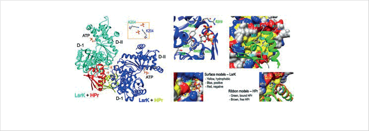 고해상도 LsrK-HPr 복합체의 X-ray 구조
