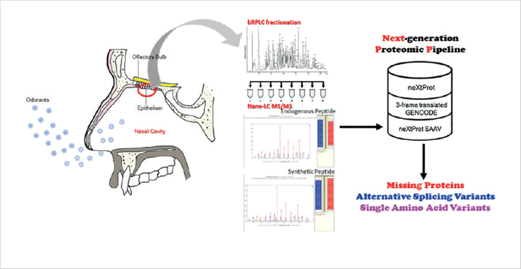 Using next-generation proteomic pipeline and
high-resolution NanoLC-MS/MS, we identified
5 missing proteins and validated them with
corresponding synthetic peptide analysis.