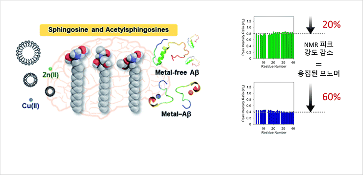 치매 유발 새로운 응집 기전 규명(좌) / NMR 기반 신 분석 기술 개발(우)