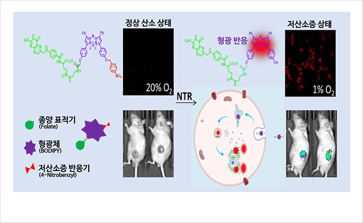 Schematic illustration of the near-infrared fluorescent probe for cancer diagnosis