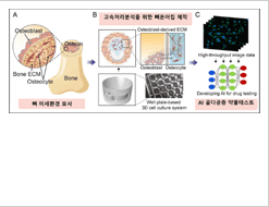 Bone-mimetic osteoprosis model and AI-based AI algorithm