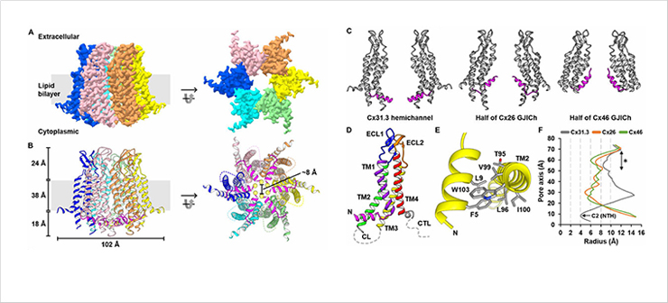 Overall structure of Cx31.3 hemichannel 