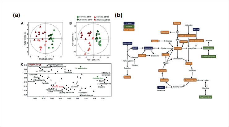 (a) NMR을 이용한 혈청과 소변의 대사물질 다변량 분석 (b) 소변 대사물질과 관련된 대사물질 모식도