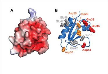 단백질 및 생체고분자 구조 및 메커니즘 연구 이미지