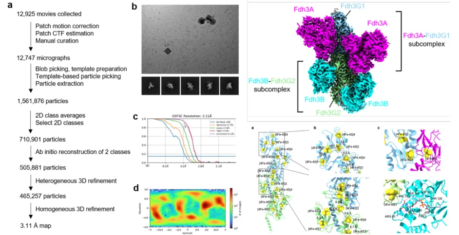 단백질 구조 연구 최근 연구성과 (2026):  Fdh3 단백질 복합체의 Cryo-EM 구조를 통해 전자 전달 네트워크 규명 이미지지