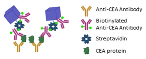 PBNP-Ab Conjugate 제작 모식도