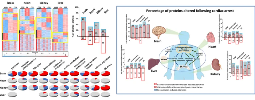 심정지 후 허혈-재관류로 유발되는 다장기 손상을 단백체 질량분석을 통한 규명 이미지