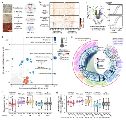 베이지 지방세포 분화에서 대사 변화가 번역 조절을 재구성해 분화 특이적 단백질 합성을 유도함을 규명 이미지