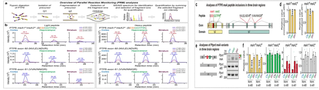 LAR-RPTP microexon의 맥락 의존적 스플라이싱 패턴이 회로별 시냅스 특이성을 결정해 Proteome profiling을 통한 신경회로 구조와 기능 규명 이미지
