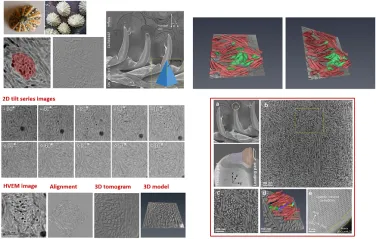 삿갓조개 나노치아 미세구조 규명 