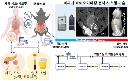 질환모델 기반 약물의 분포/유효성 평가