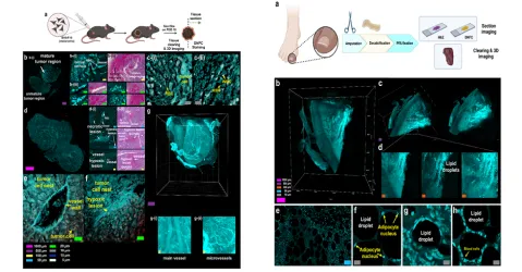 N-Cys을 표적 DNFC 염색법 개발